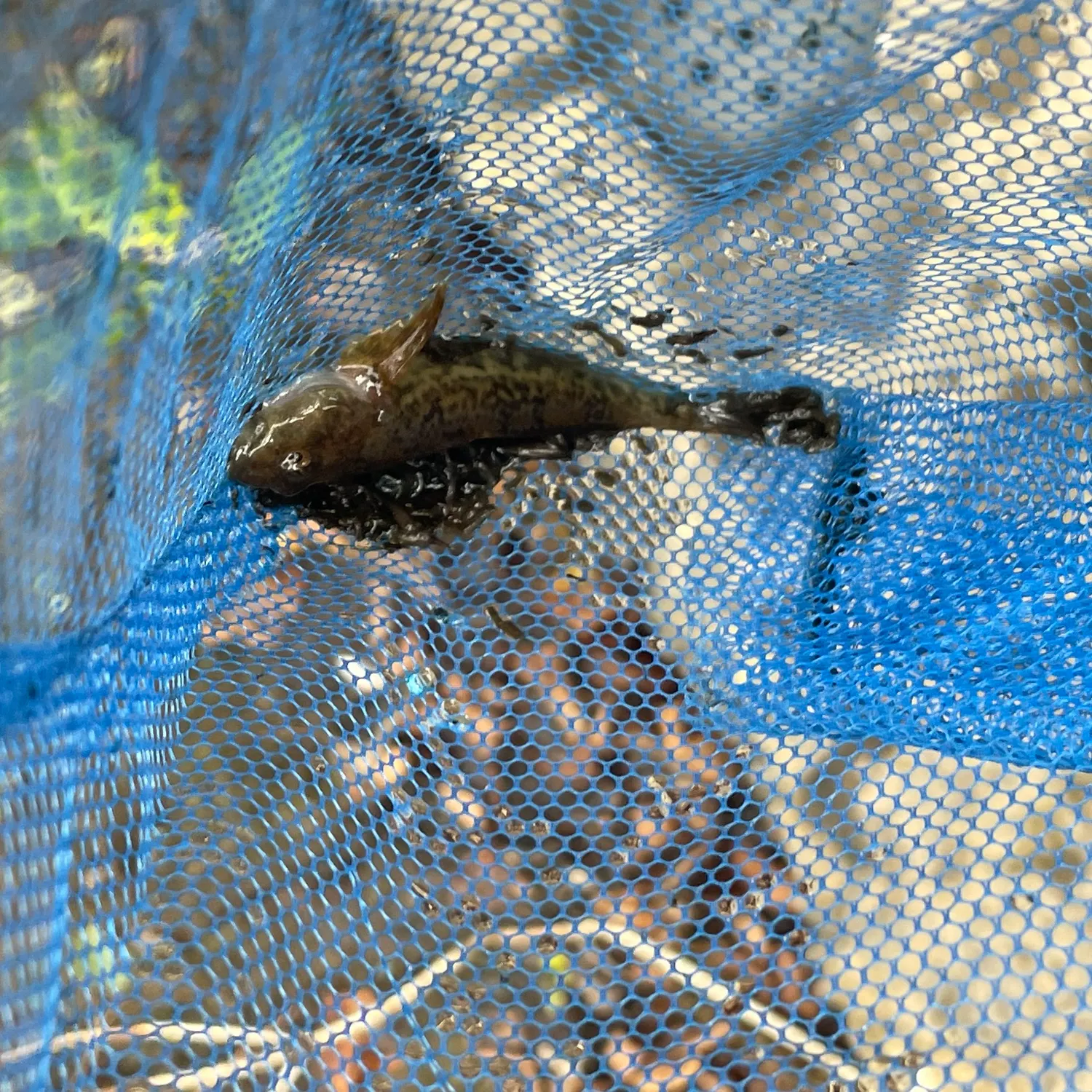 The most recent Ohrid minnow catches on Fishbrain