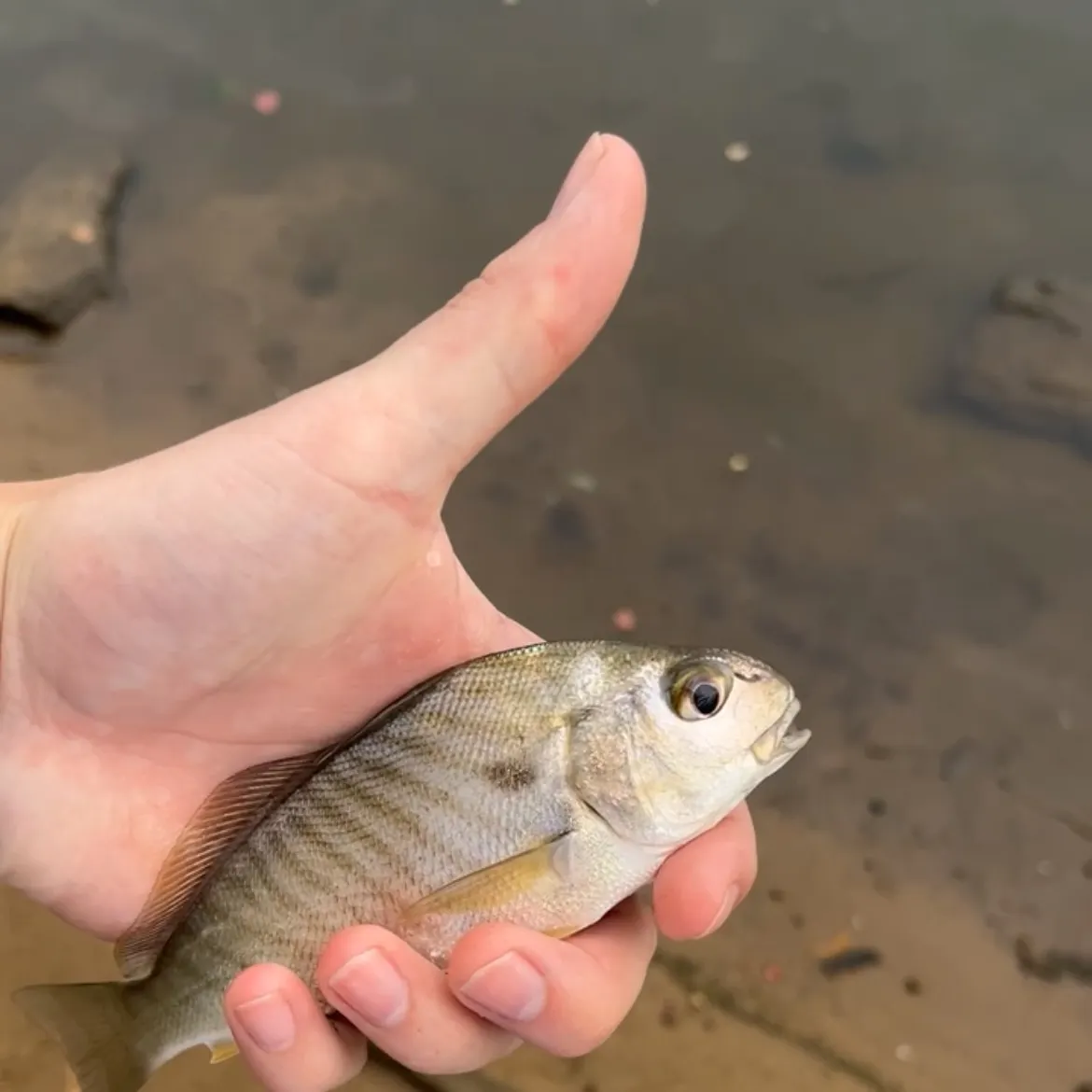 Spot croaker caught on Fishbrain