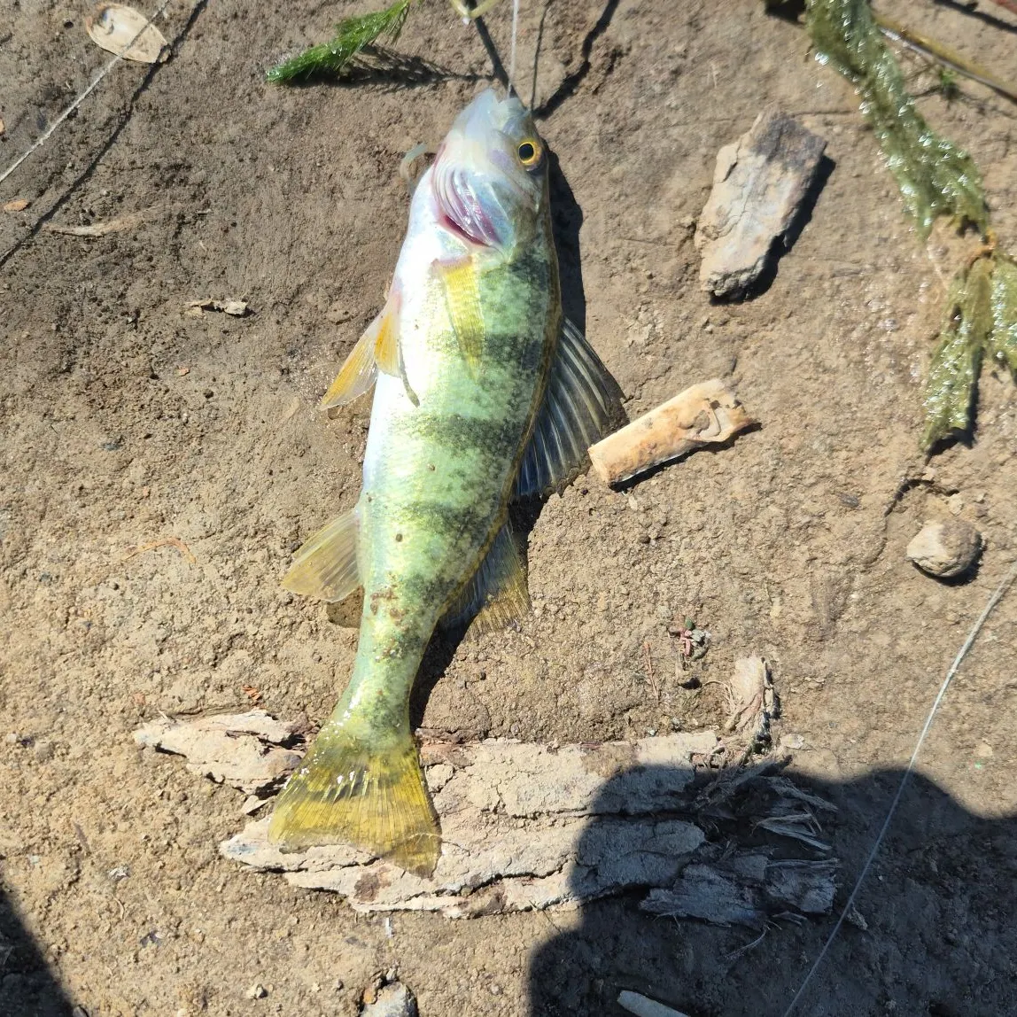 Yellow perch caught on Fishbrain