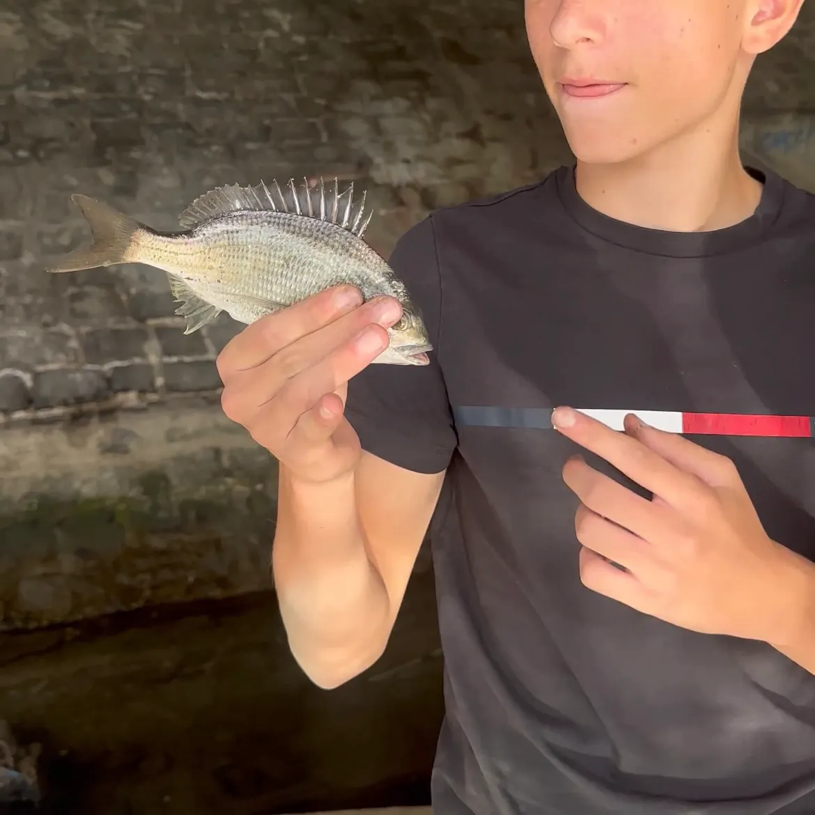 The most recent Southern black bream catches on Fishbrain