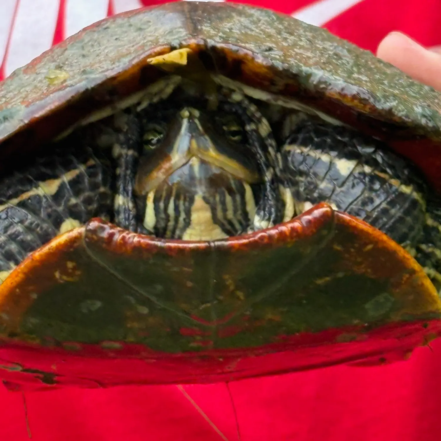 The most recent Common snapping turtle catches on Fishbrain