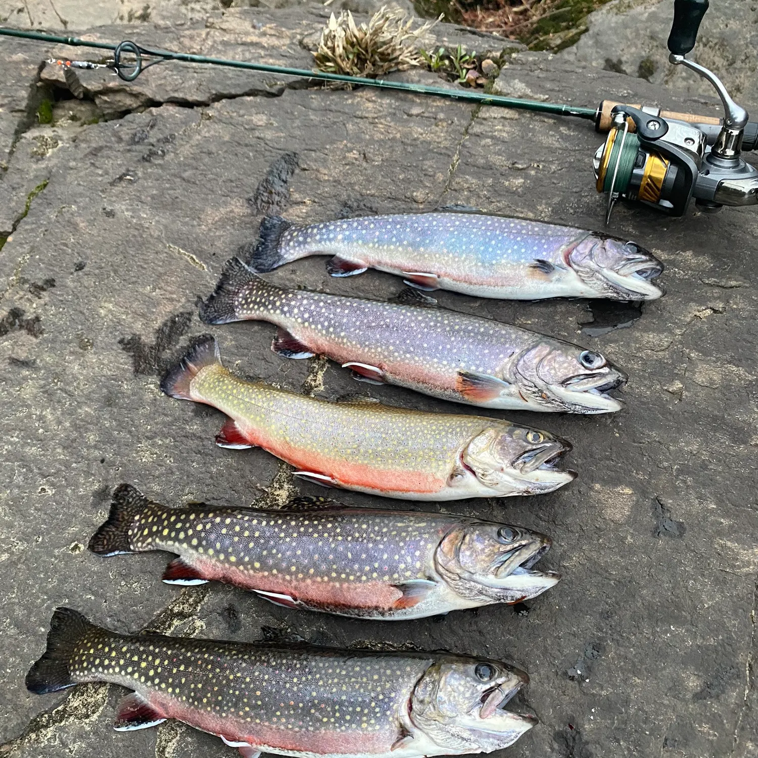 recently logged catches