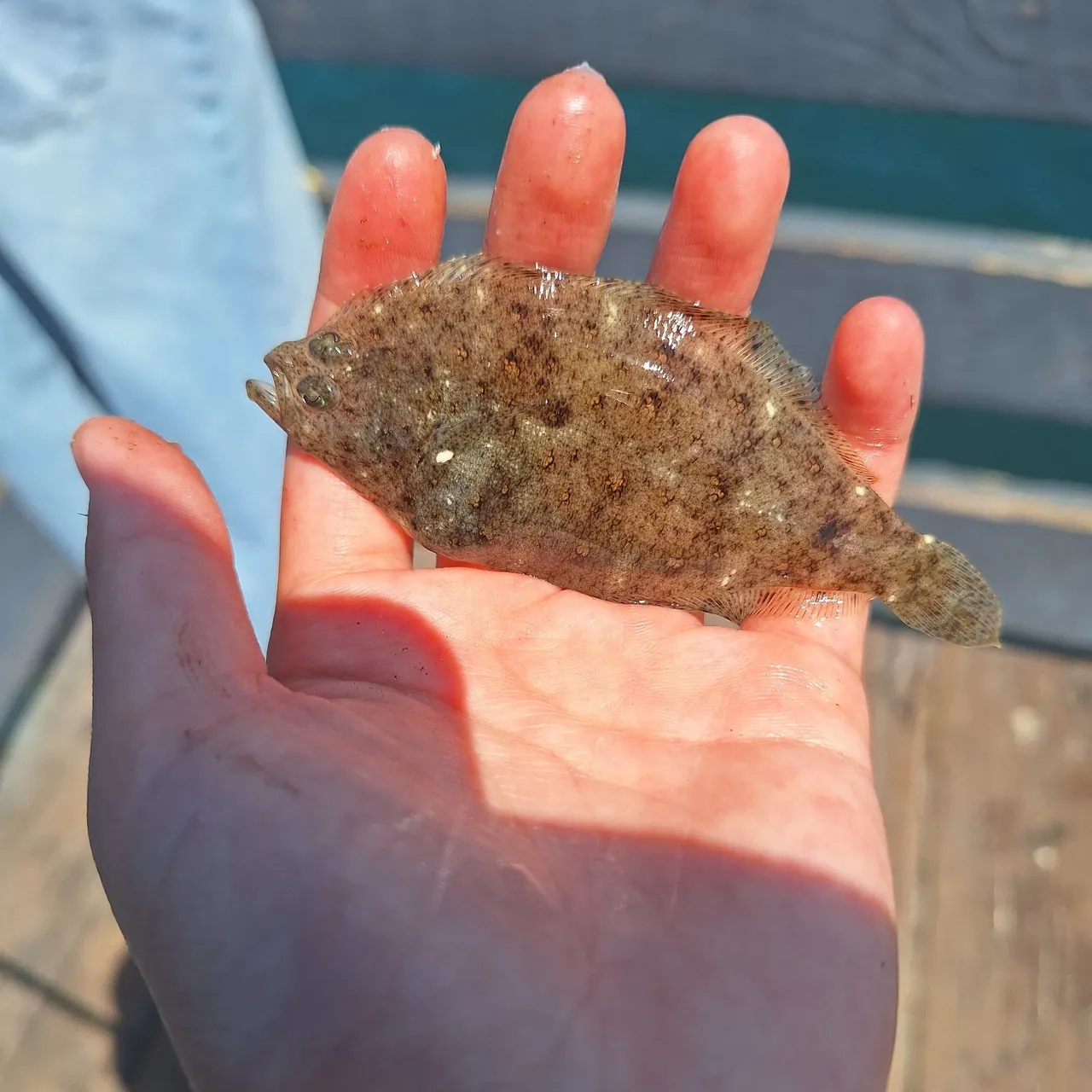 The most recent Speckled sanddab catches on Fishbrain