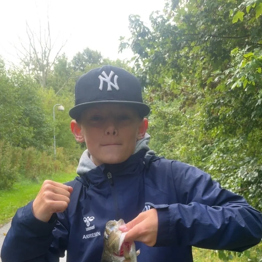 European perch caught on Fishbrain