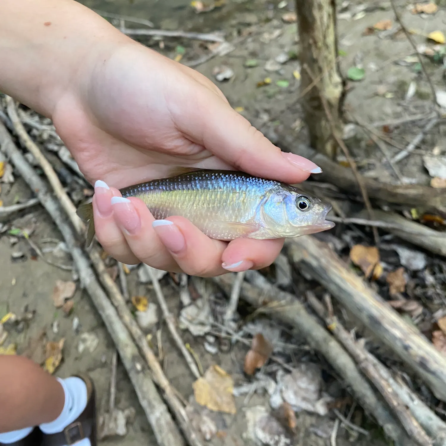 The most recent Common shiner catches on Fishbrain