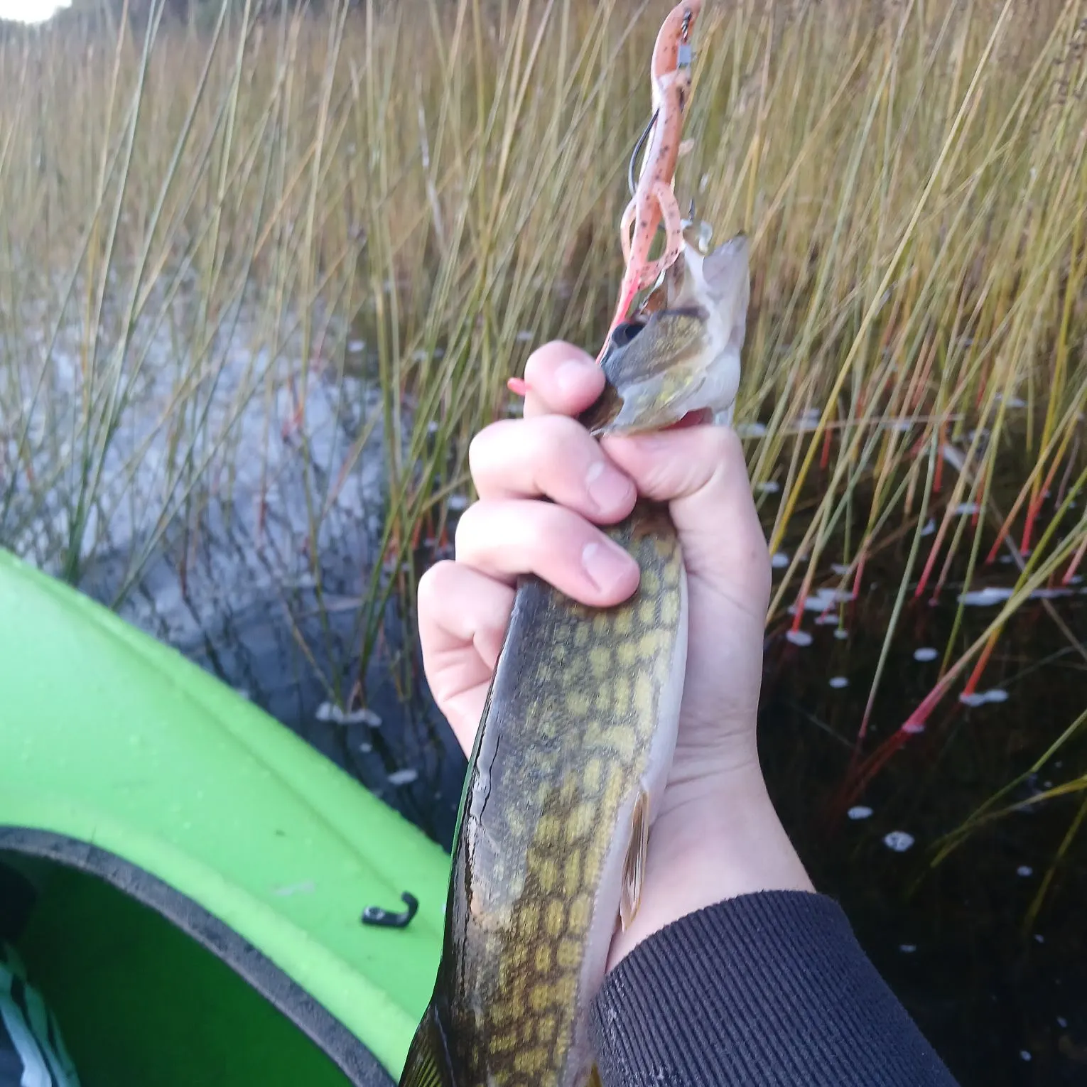 Chain pickerel caught on Fishbrain
