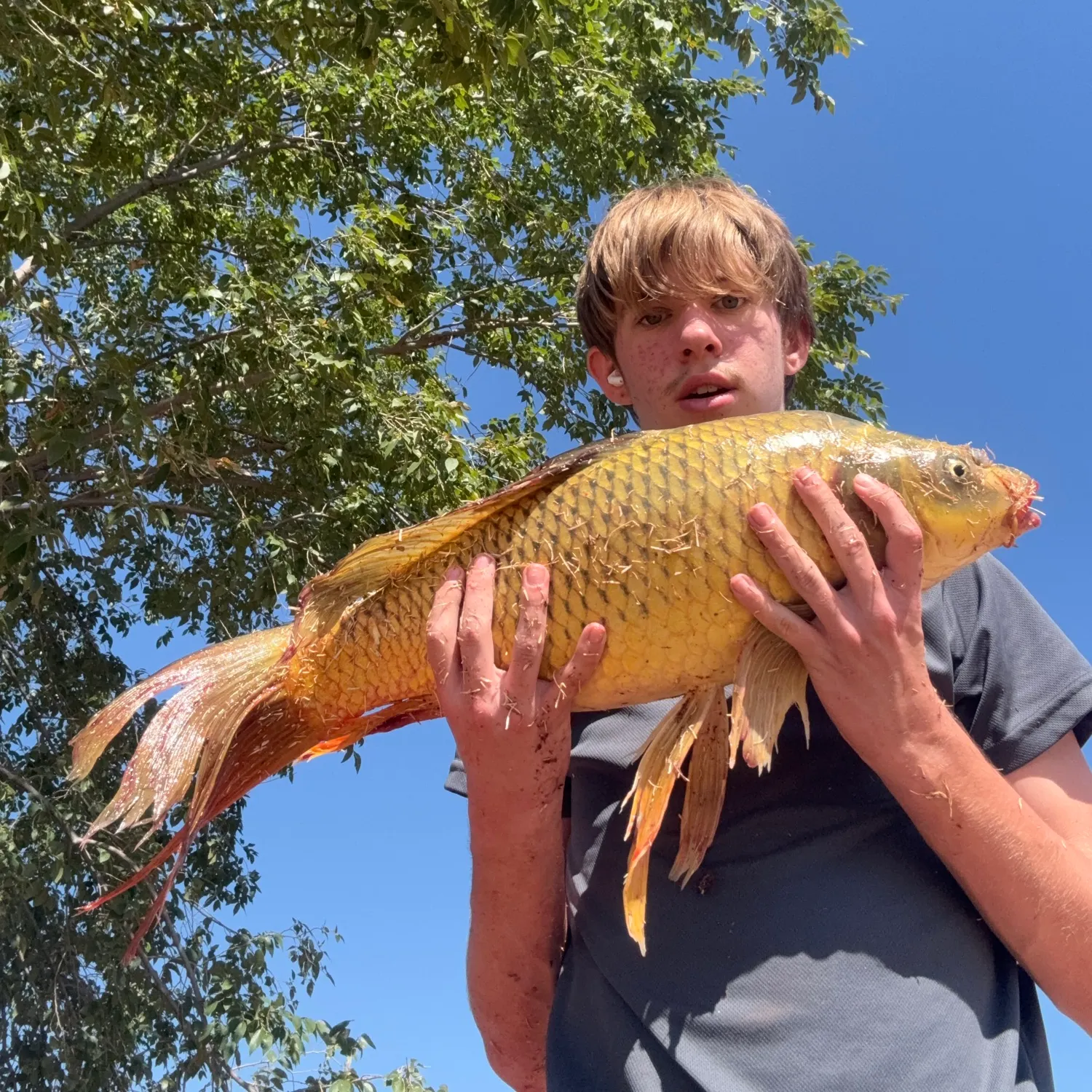 Common carp caught on Fishbrain