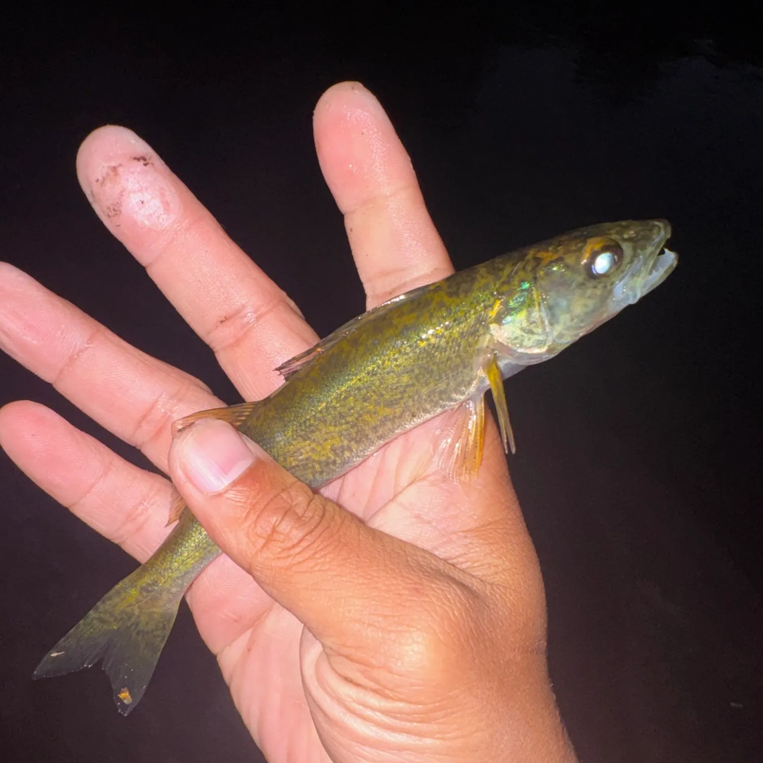 Walleye caught on Fishbrain