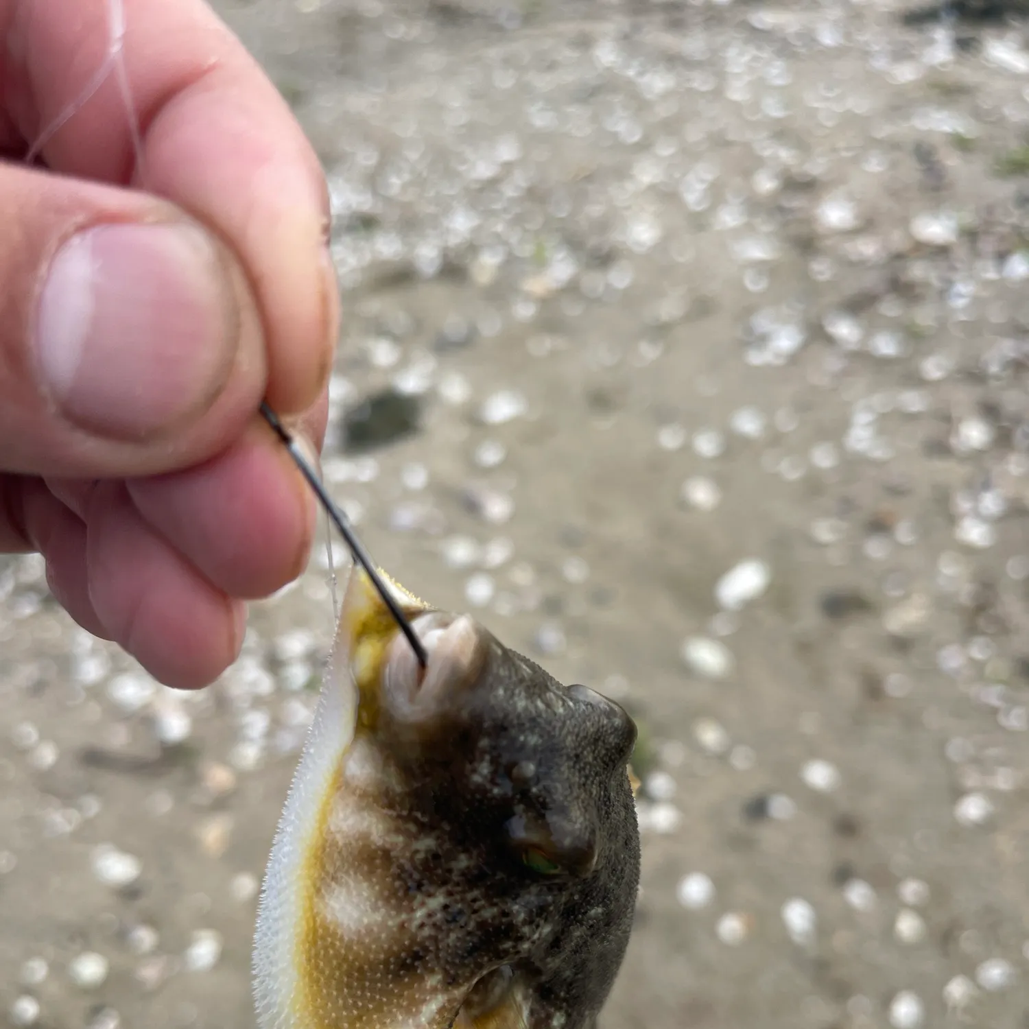 Northern puffer caught on Fishbrain