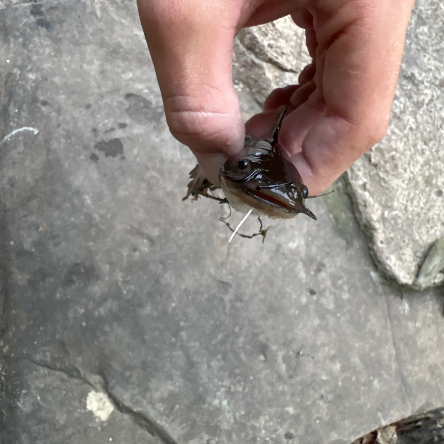 Fish caught on Fishbrain