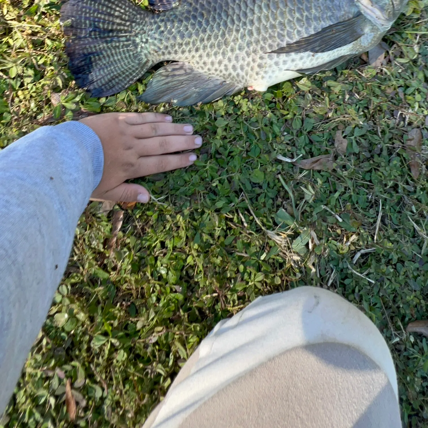 The most recent Nile tilapia catches on Fishbrain