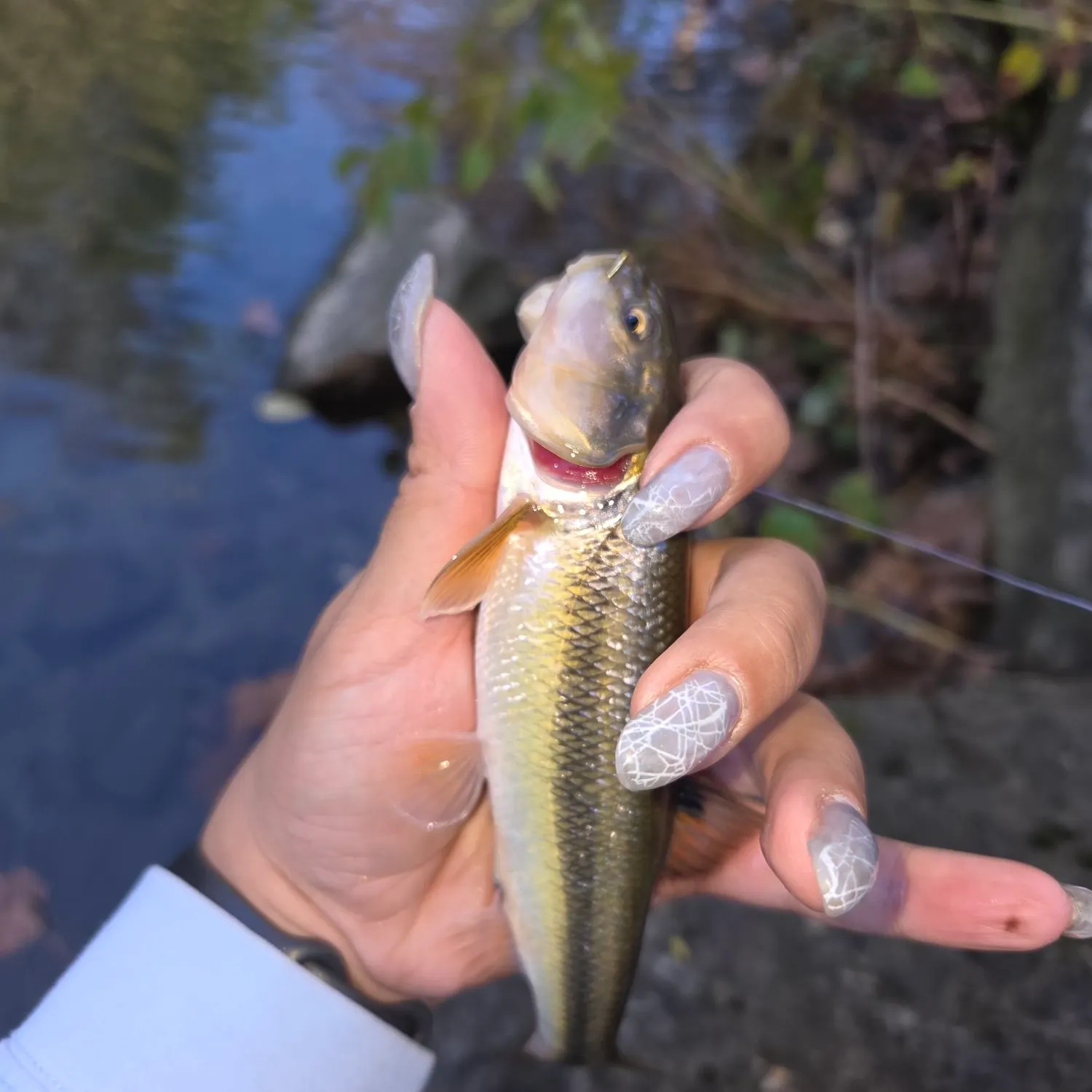 Creek chub caught on Fishbrain