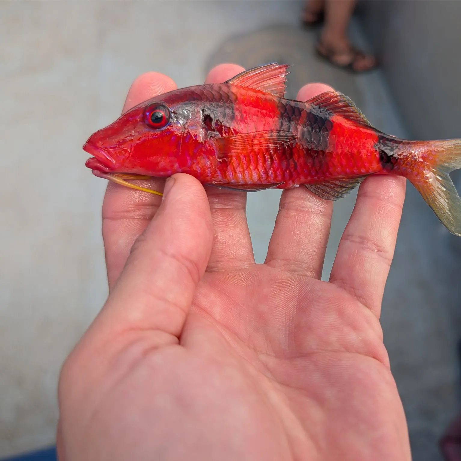 The most recent Manybar goatfish catches on Fishbrain