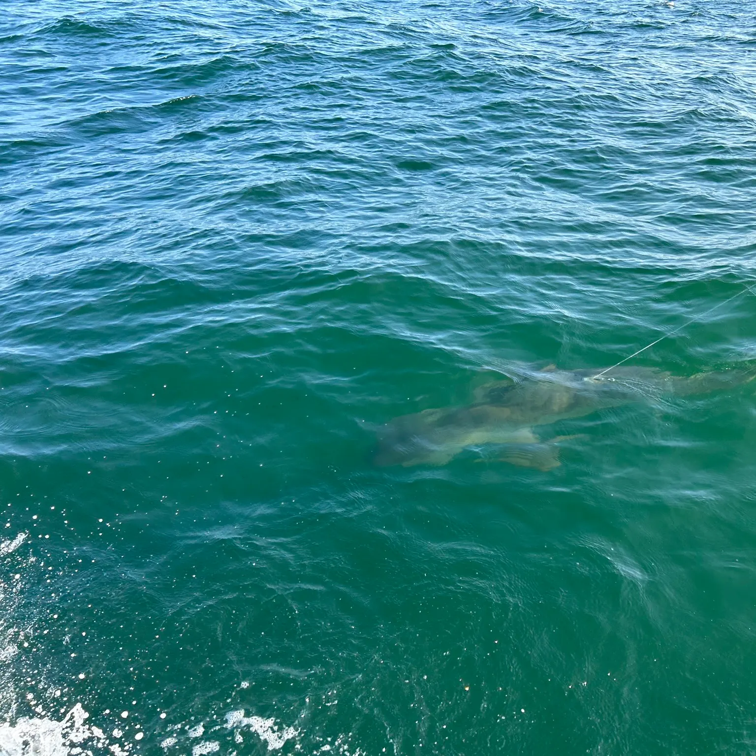 The most recent Tiger shark catches on Fishbrain