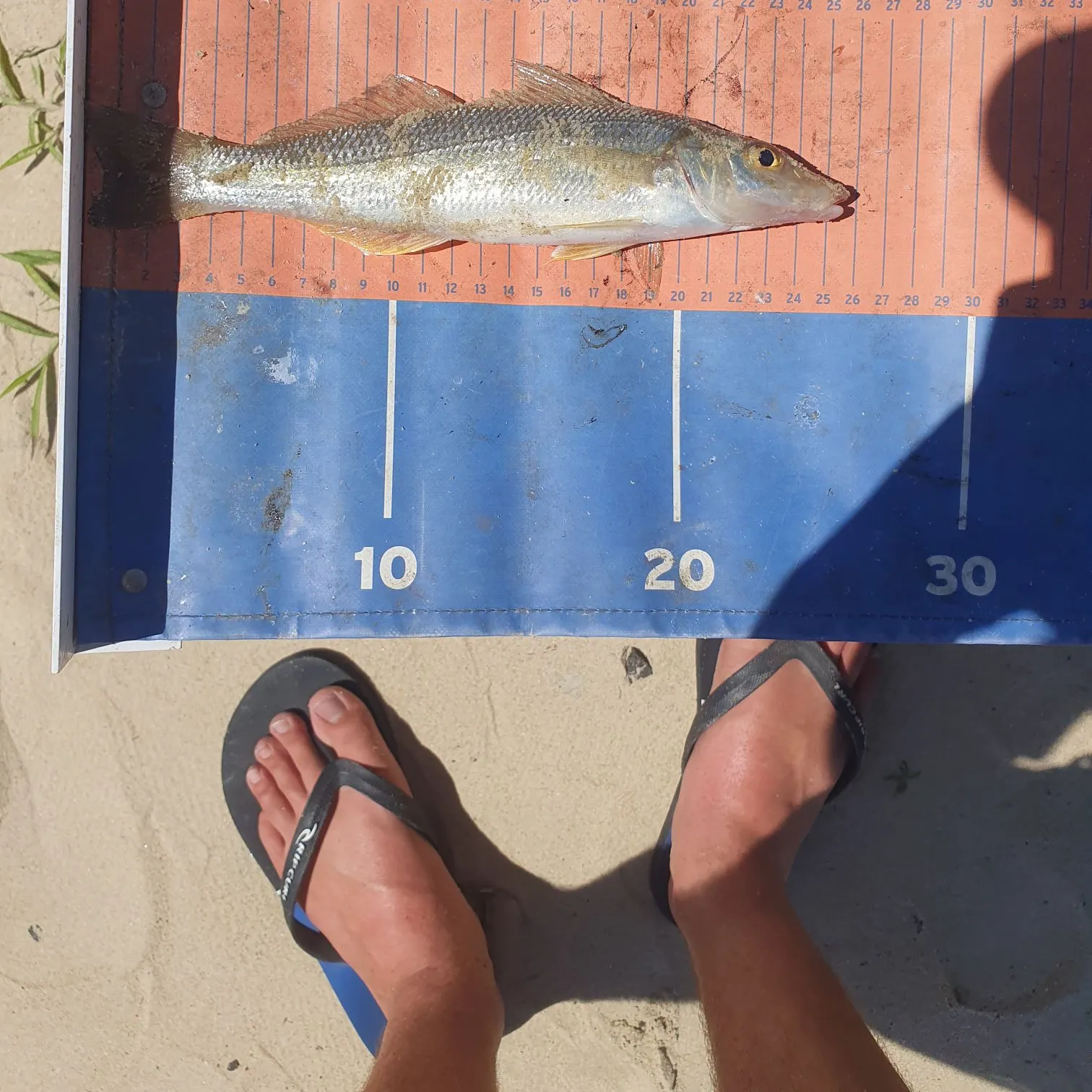 The most recent Sand sillago catches on Fishbrain