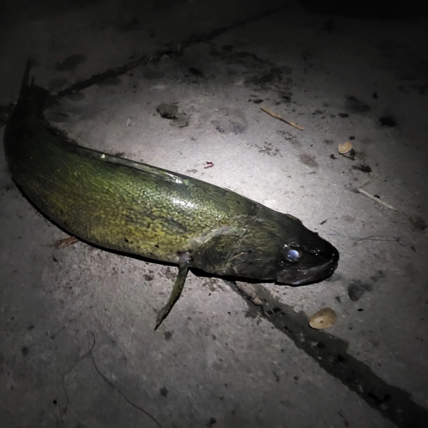 catch