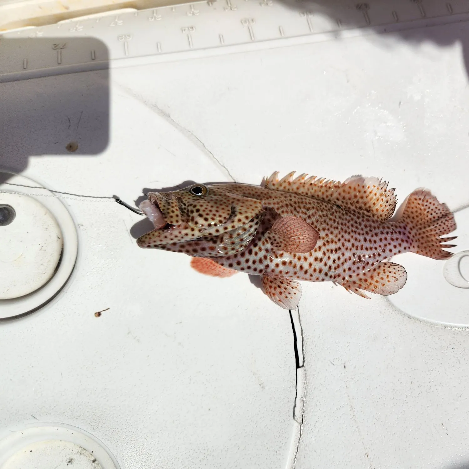 The most recent Graysby grouper catches on Fishbrain