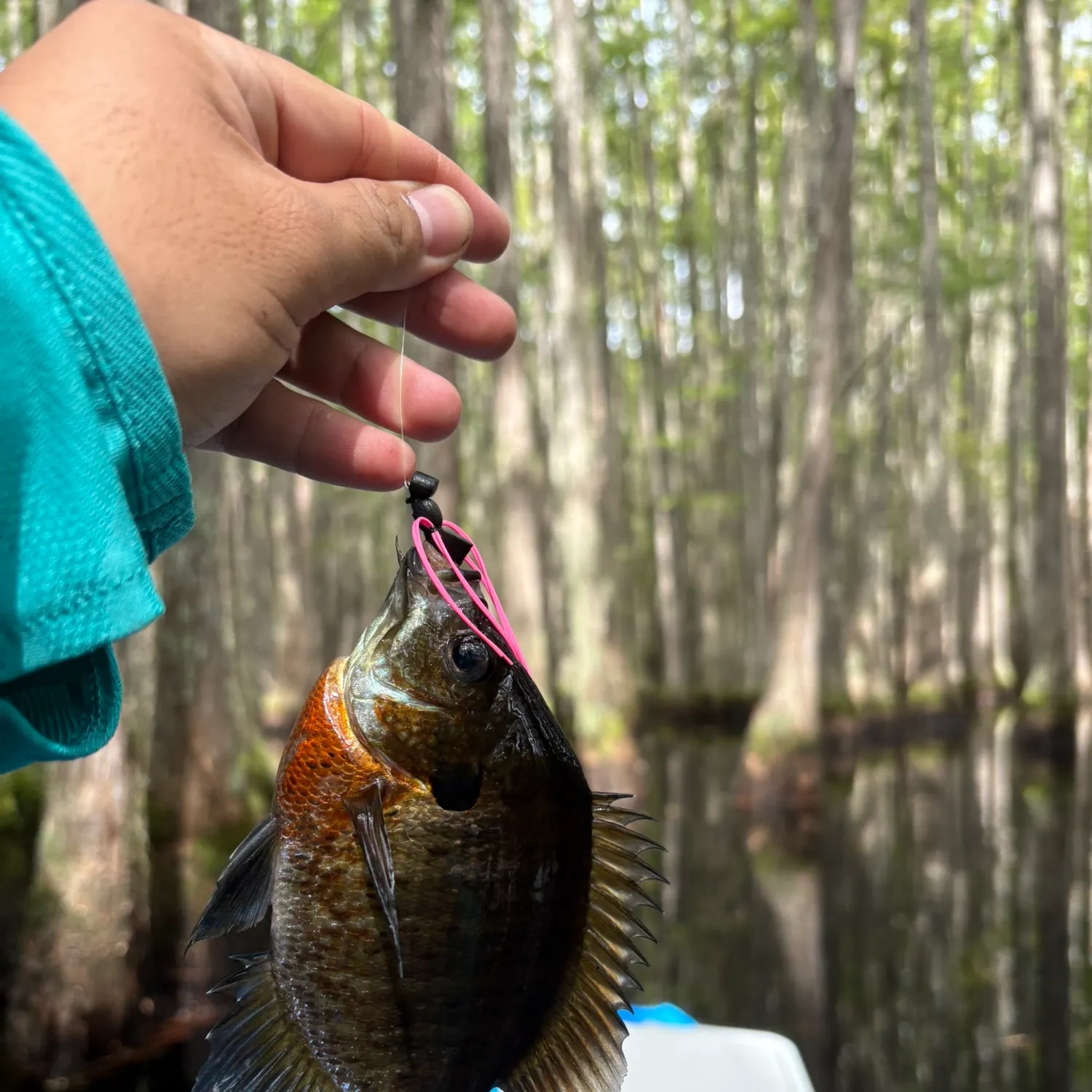 Bluegill caught on Fishbrain