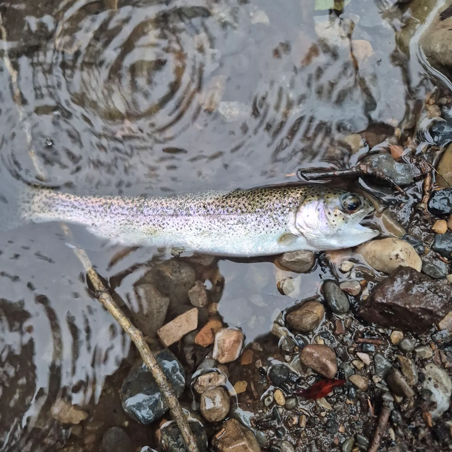 Rainbow trout caught on Fishbrain