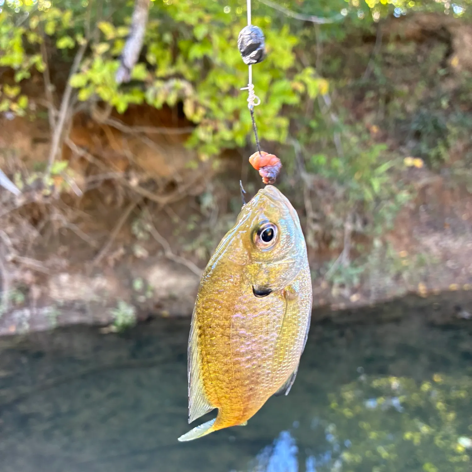 Bluegill caught on Fishbrain