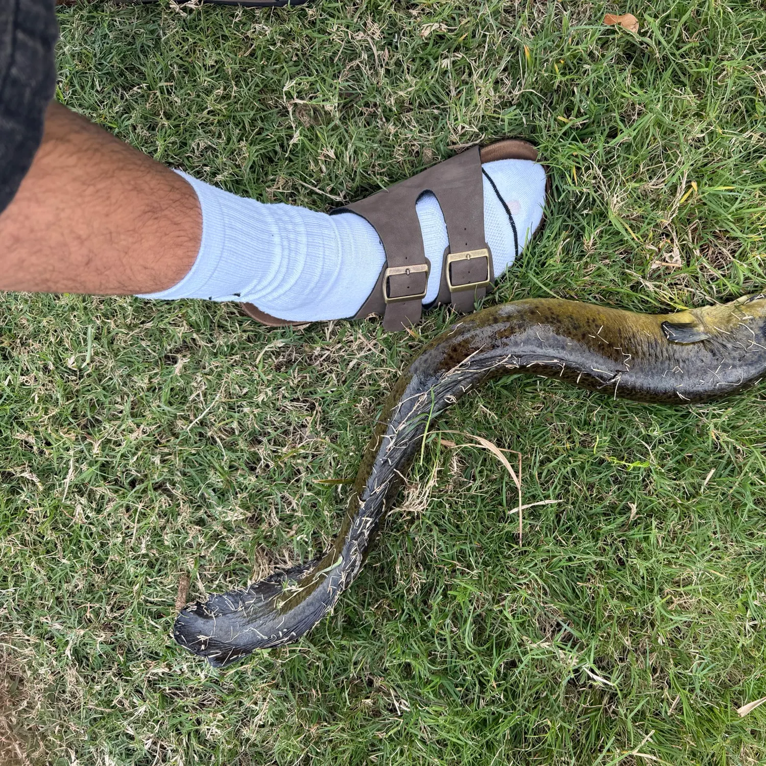 The most recent Giant mottled eel catches on Fishbrain