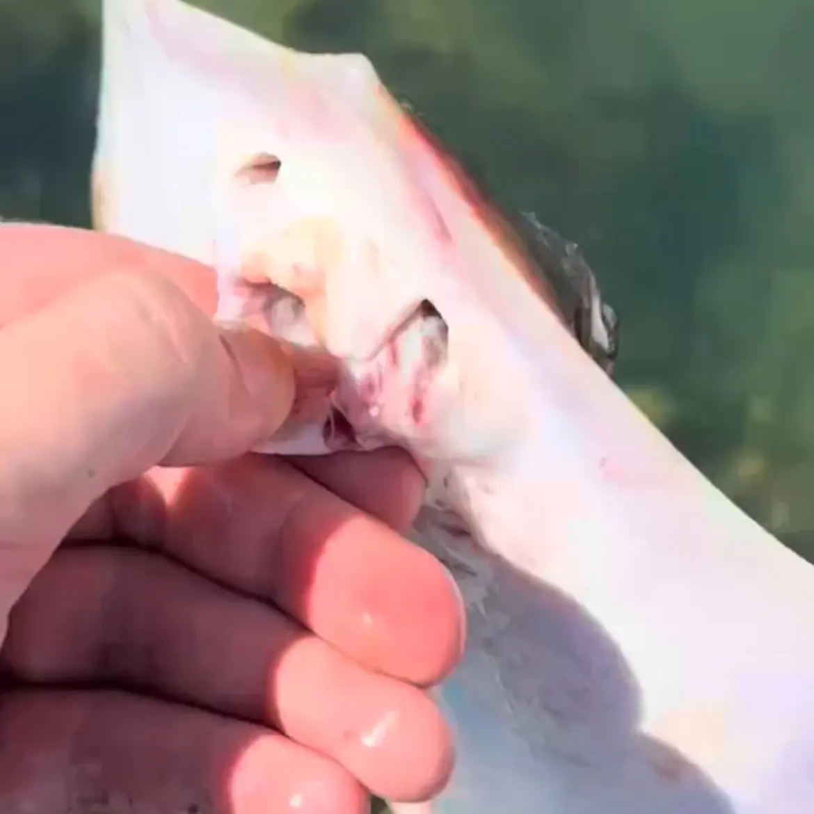 The most recent Atlantic stingray catches on Fishbrain