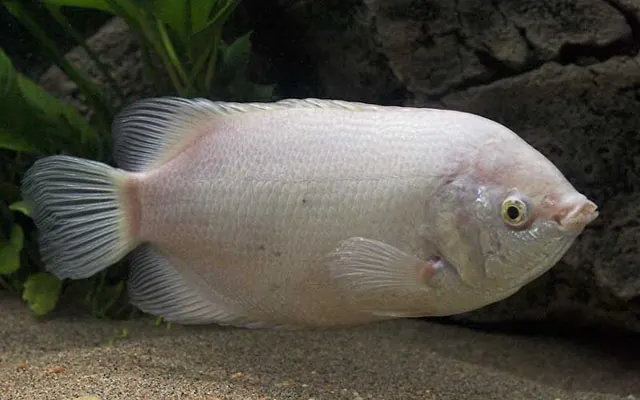 Kissing gourami