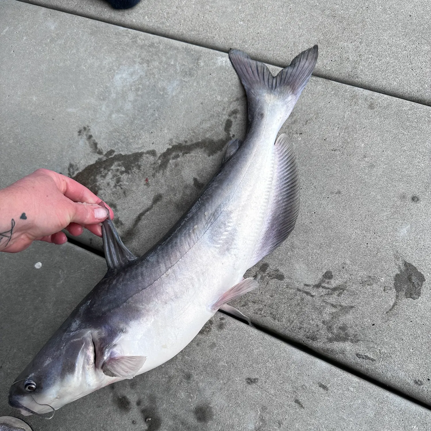 recently logged catches