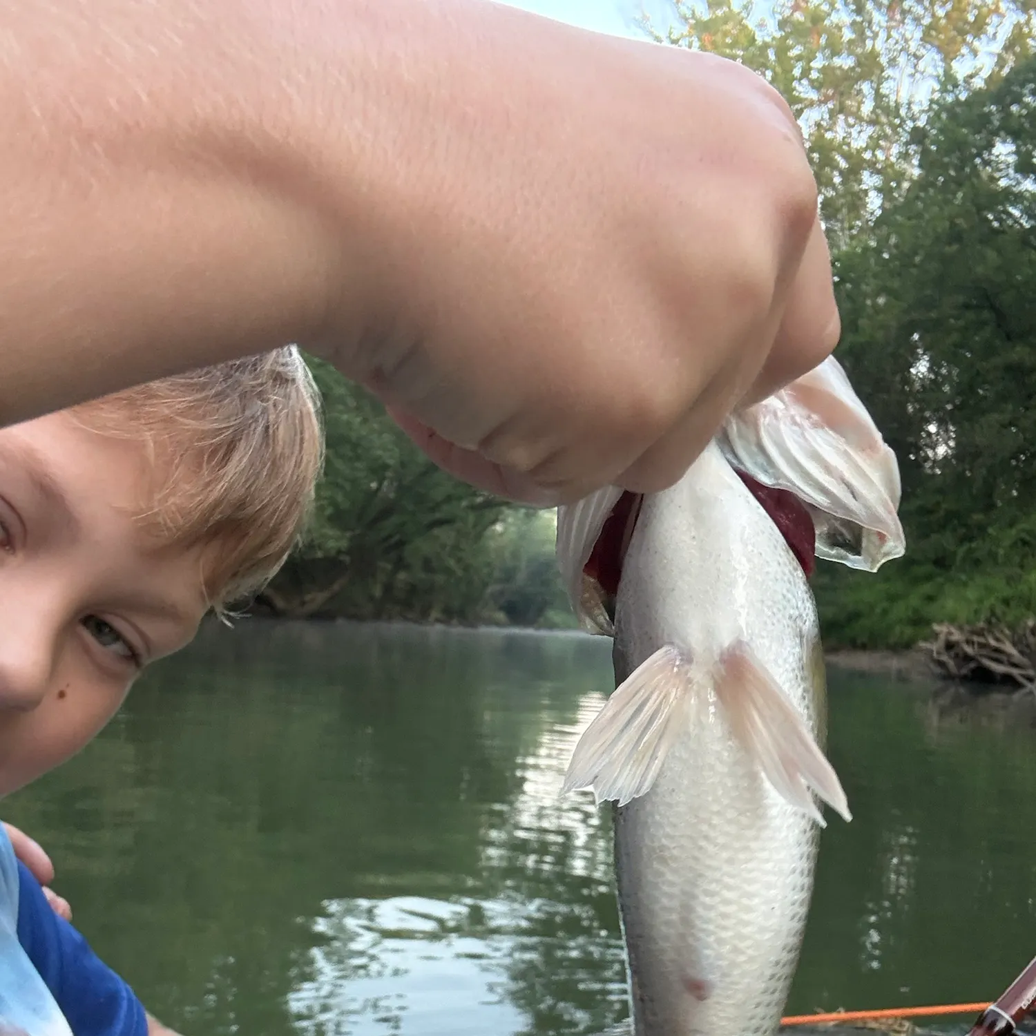 Spotted bass caught on Fishbrain