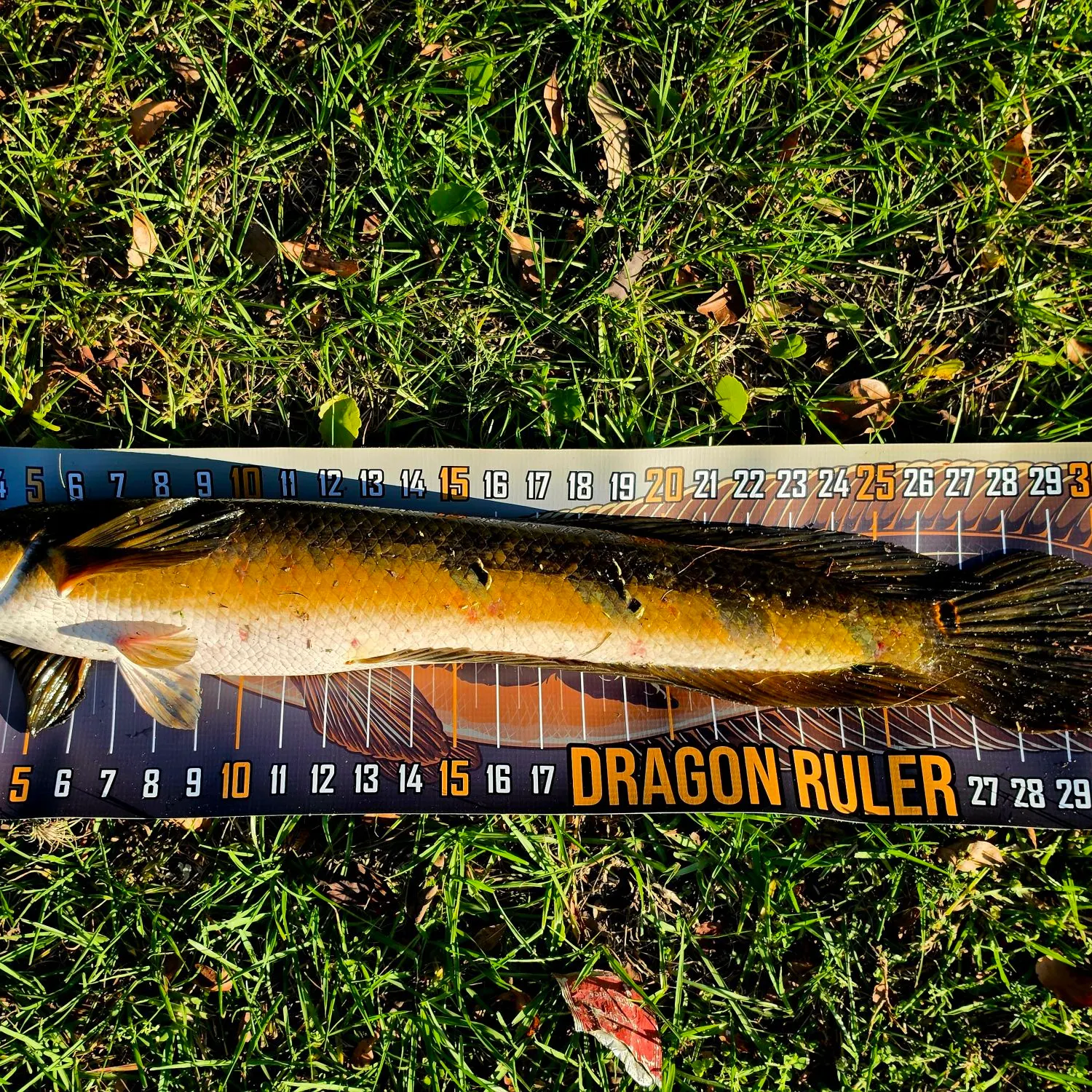 The most recent Bullseye snakehead catches on Fishbrain