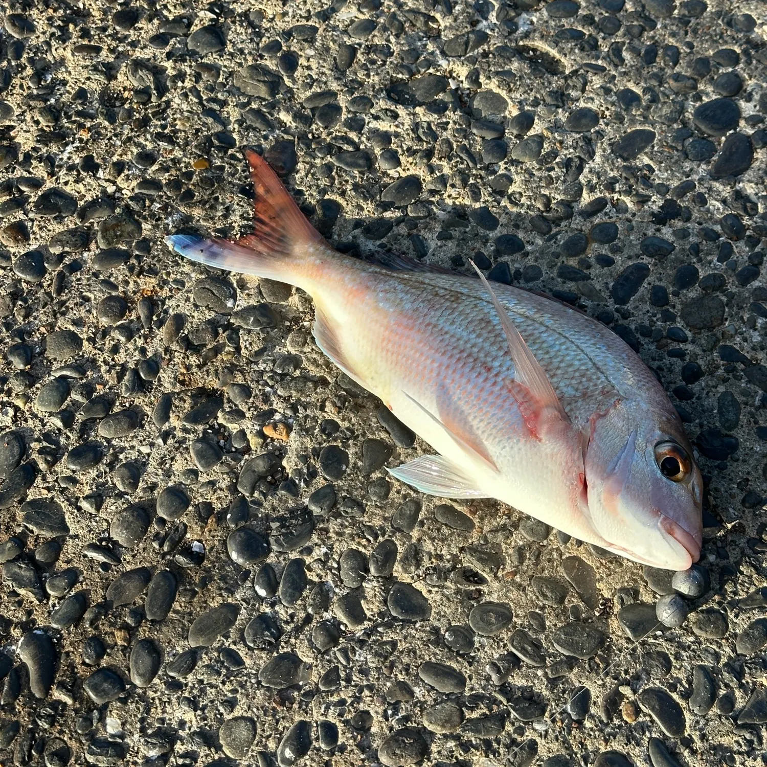 Australasian snapper caught on Fishbrain