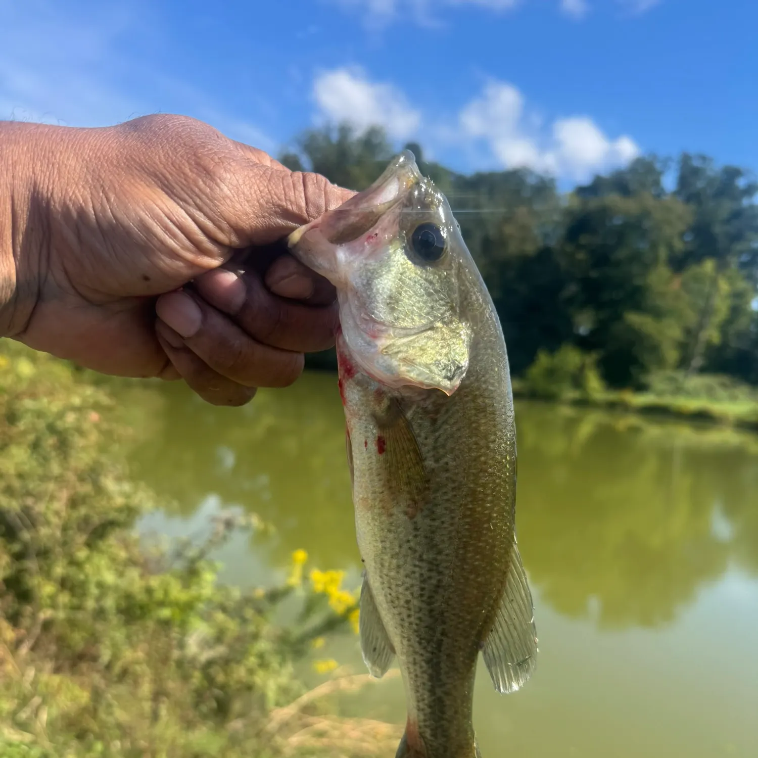 Largemouth bass caught on Fishbrain