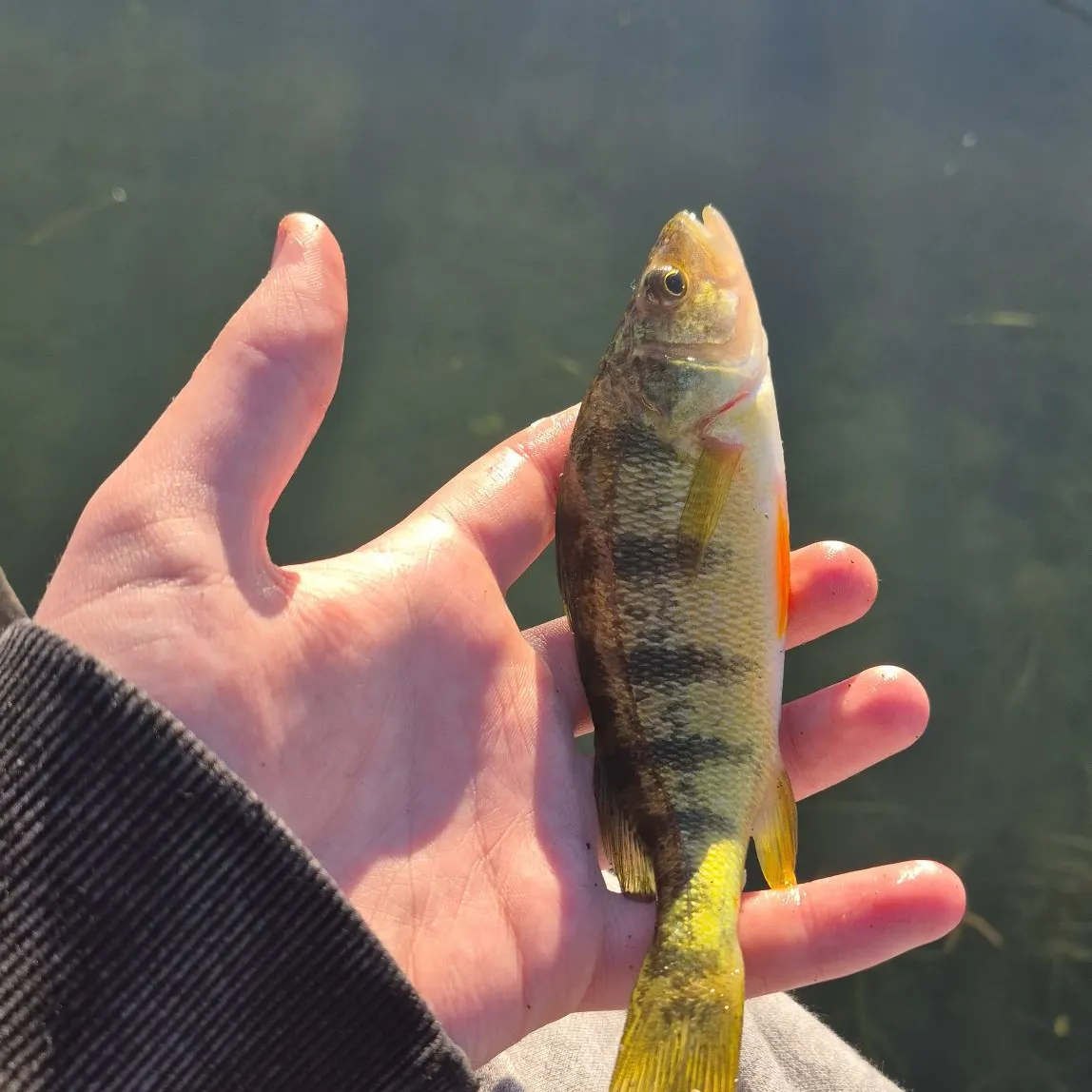 Yellow perch caught on Fishbrain