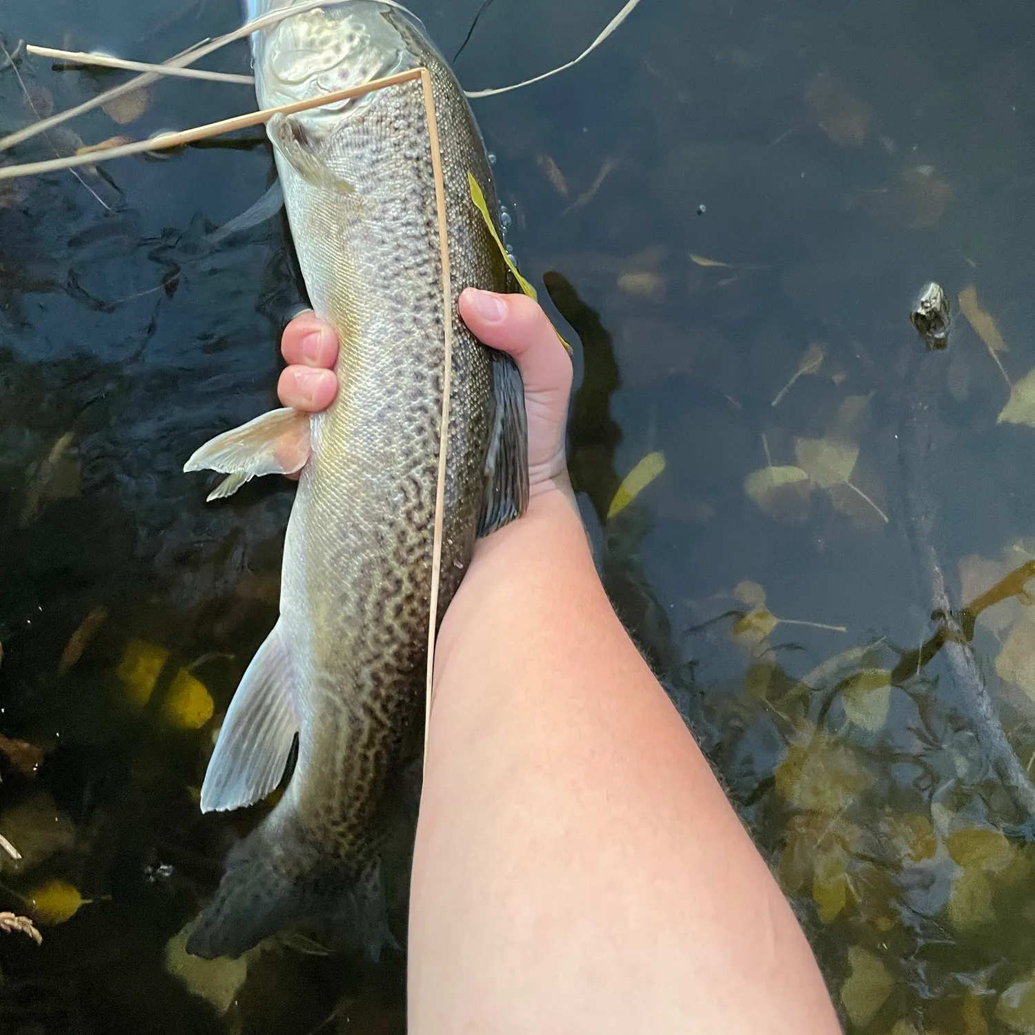 Tiger trout caught on Fishbrain
