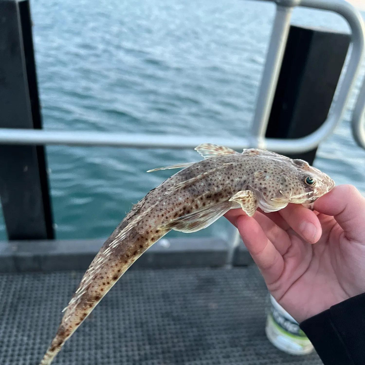 The most recent Sand flathead catches on Fishbrain
