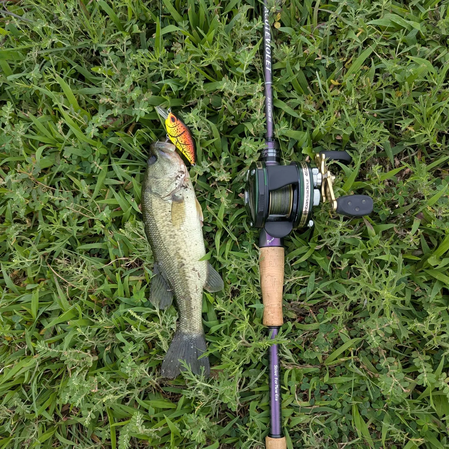 Largemouth bass caught on Fishbrain