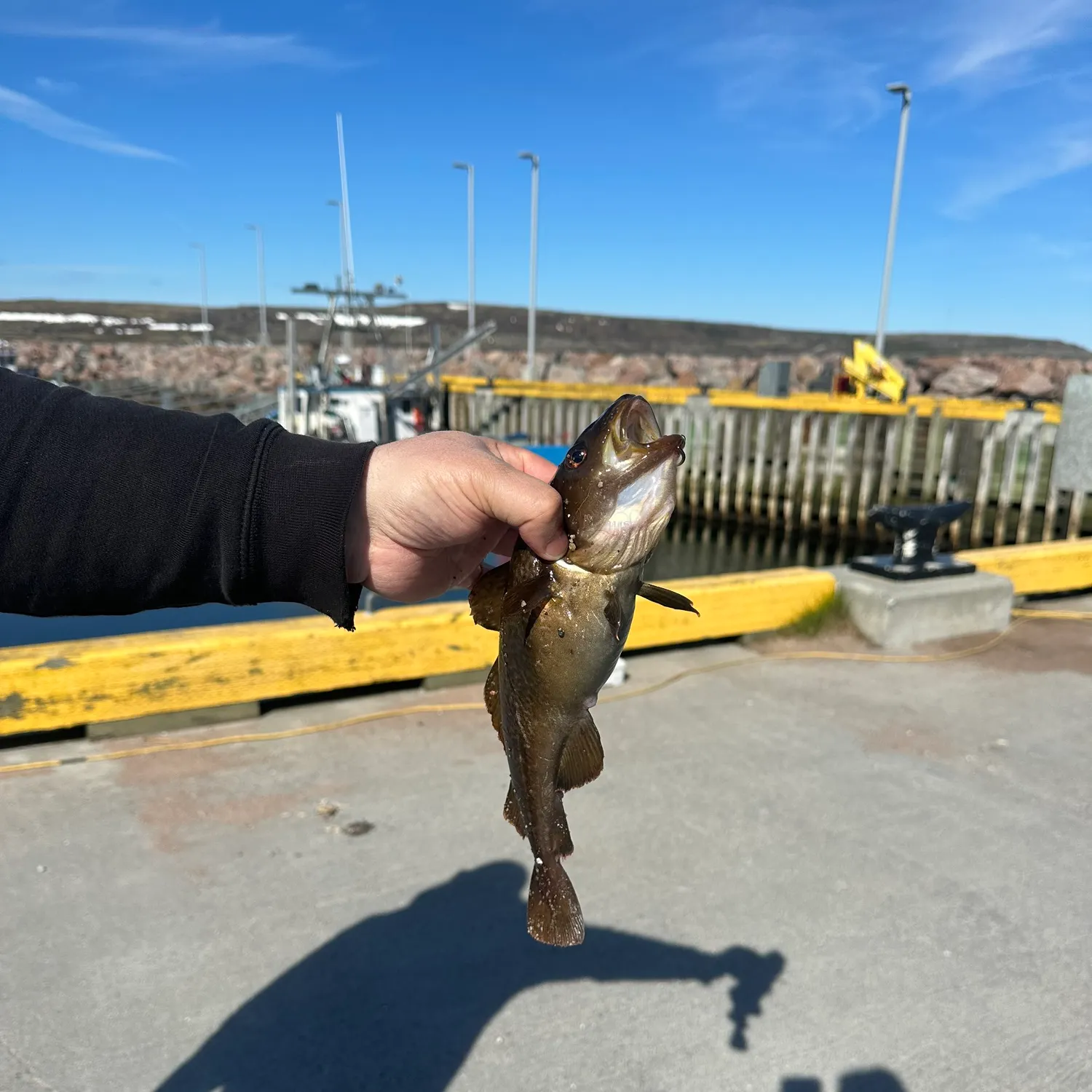 The most recent Rock cod catches on Fishbrain