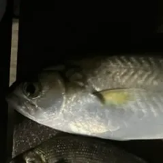 The most recent Alewife catches on Fishbrain