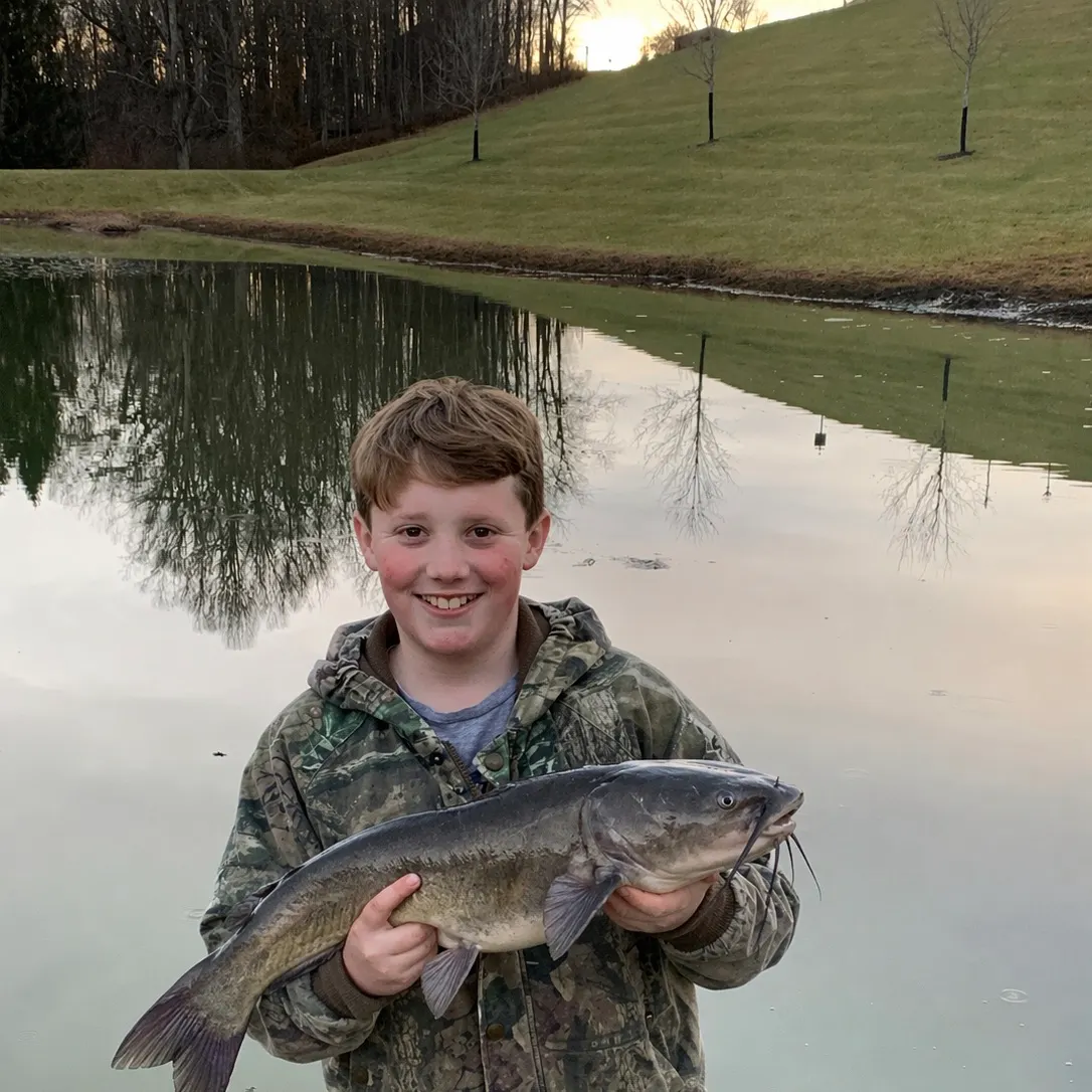 Blue catfish caught on Fishbrain