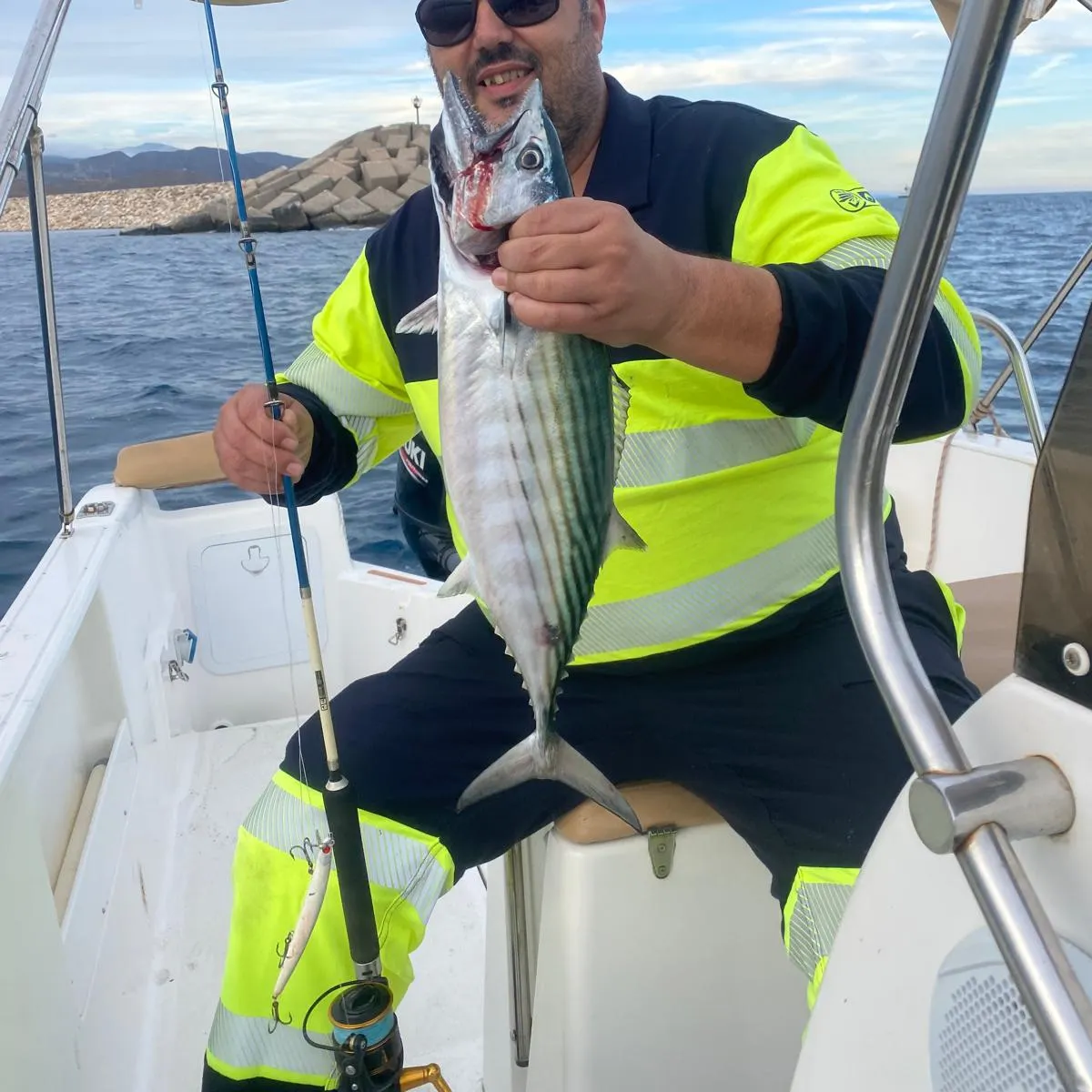 The most recent Atlantic bonito catches on Fishbrain