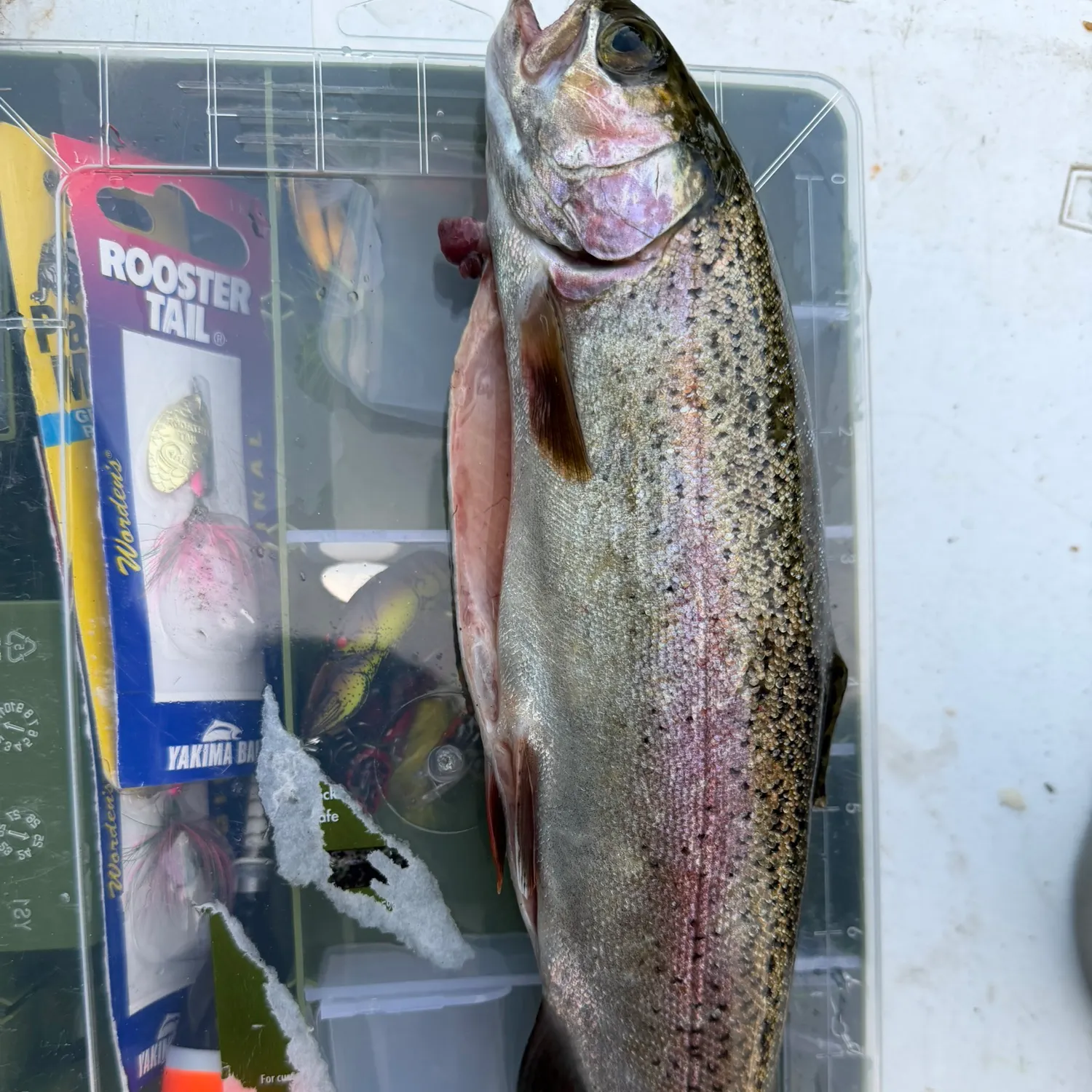 recently logged catches