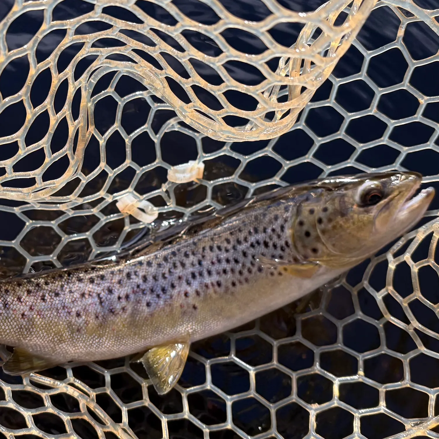 Brown trout caught on Fishbrain