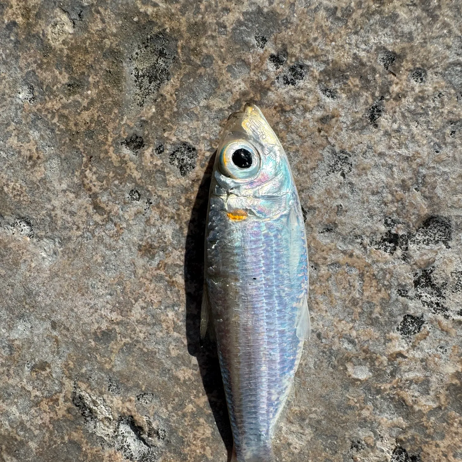 The most recent Bluestripe herring catches on Fishbrain