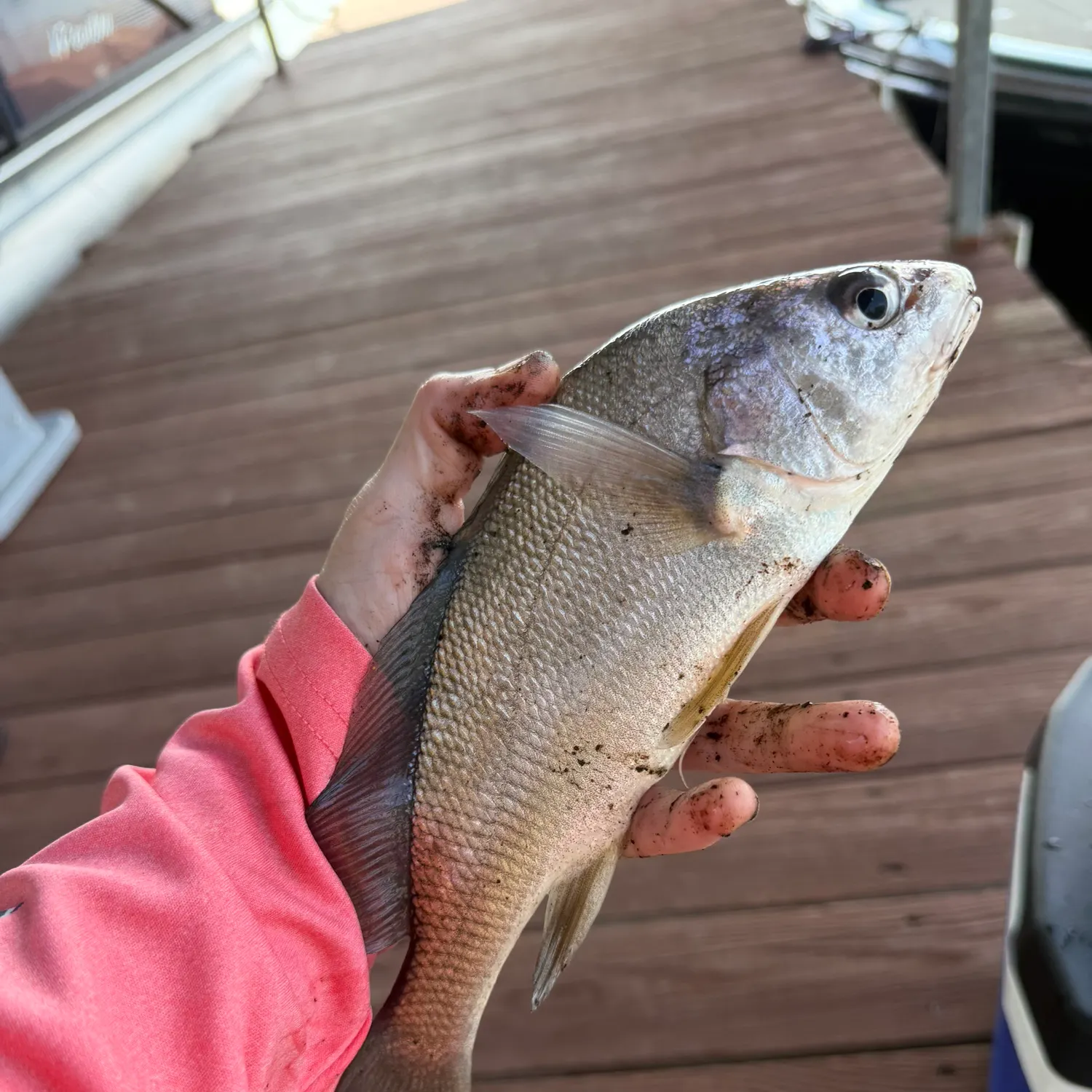 Freshwater drum caught on Fishbrain