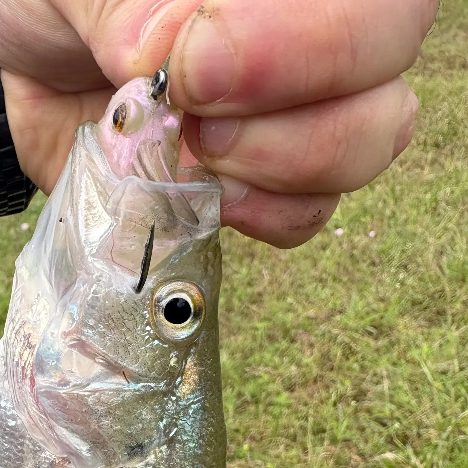 The most recent Silver perch catches on Fishbrain