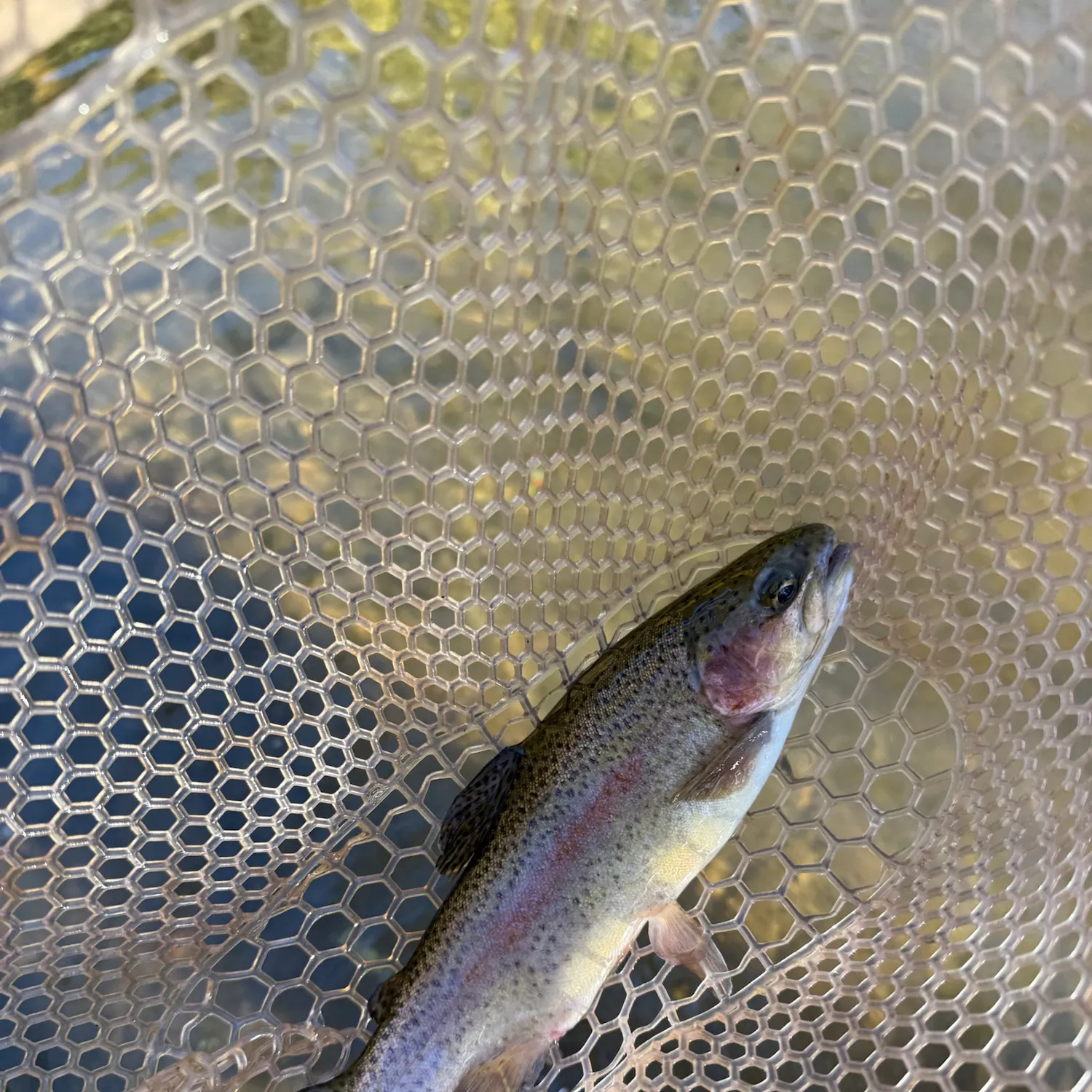 Rainbow trout caught on Fishbrain
