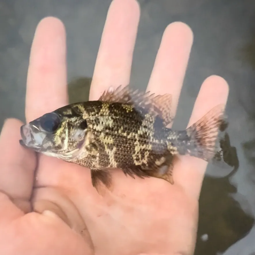 Shadow bass caught on Fishbrain