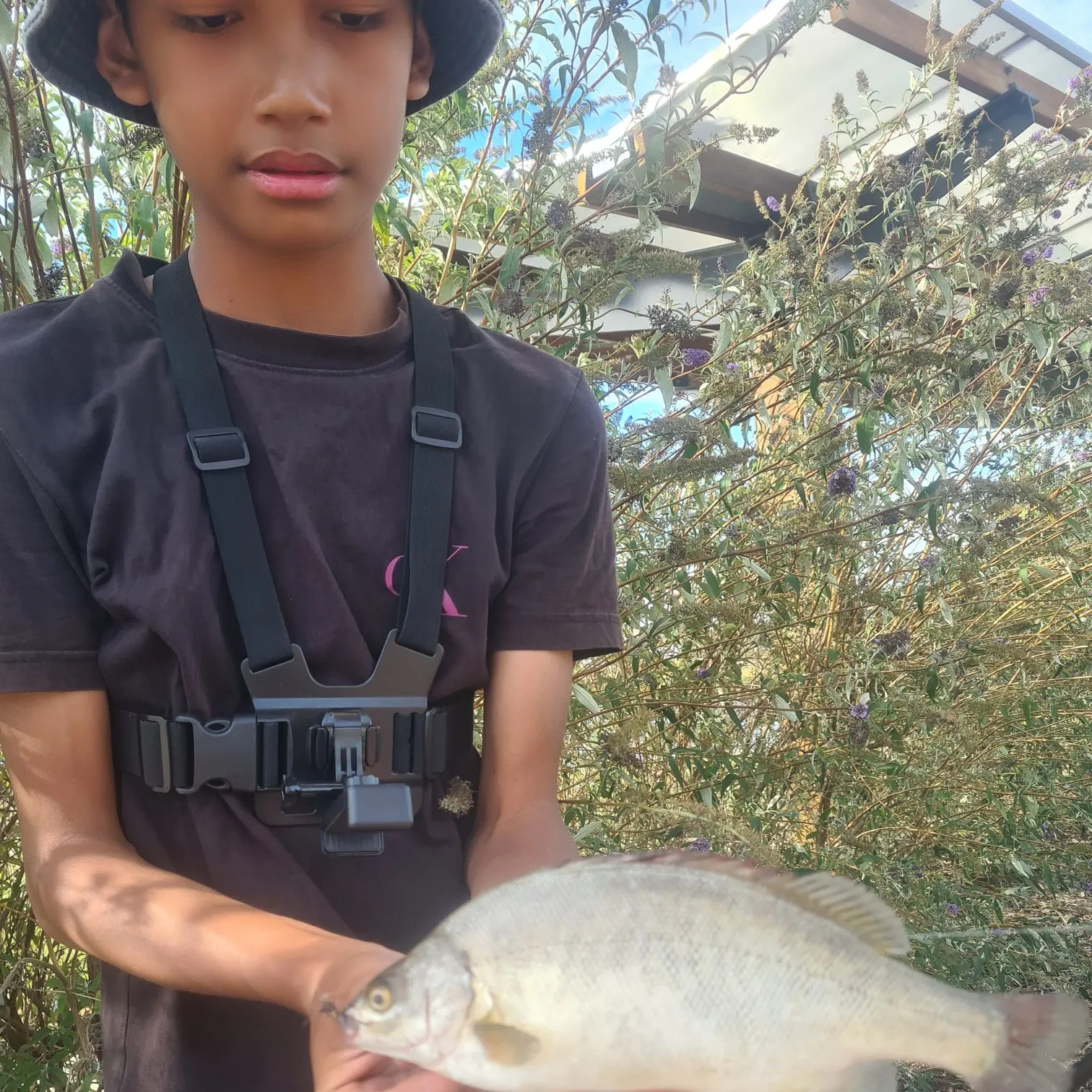The most recent Bidyan perch catches on Fishbrain