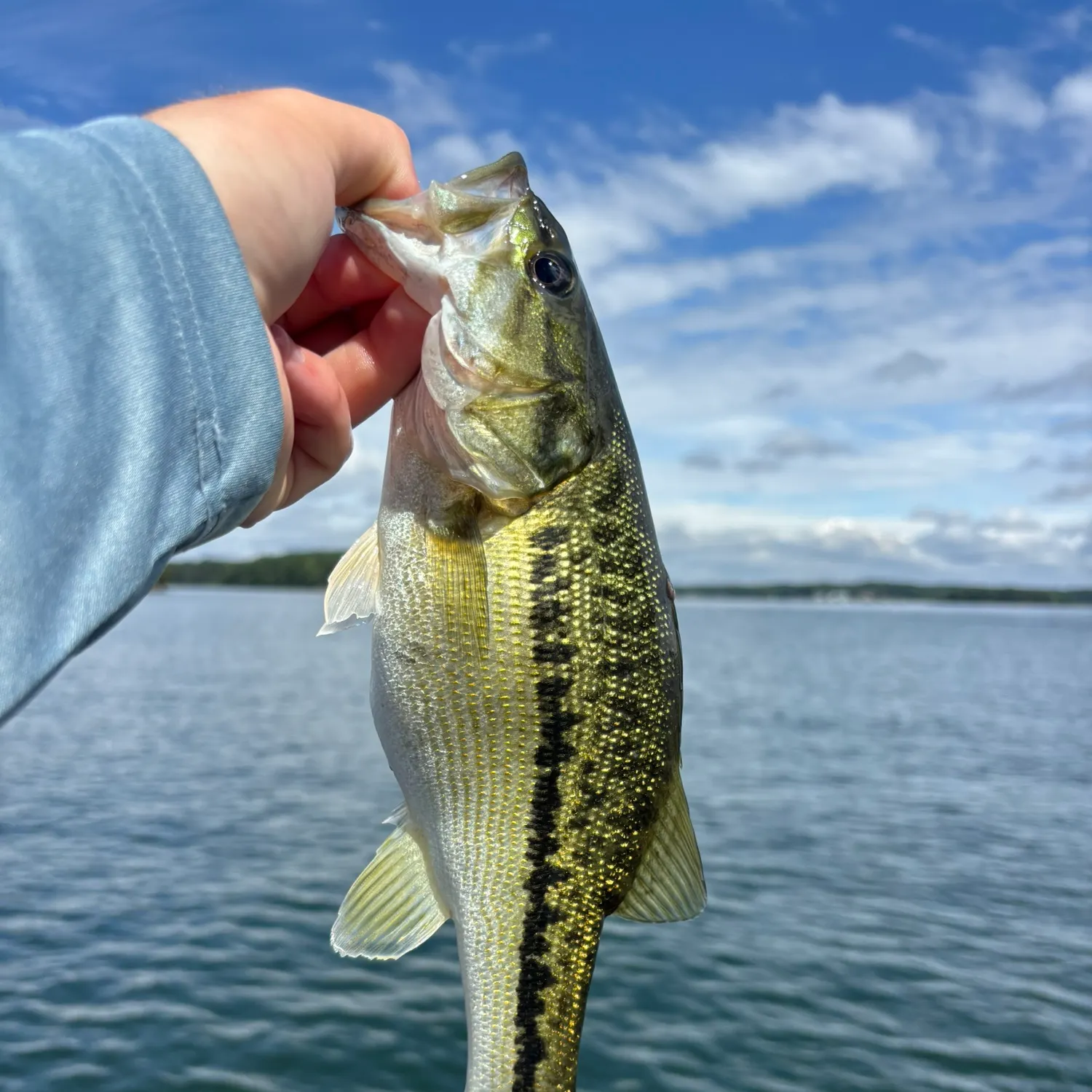 Spotted bass caught on Fishbrain
