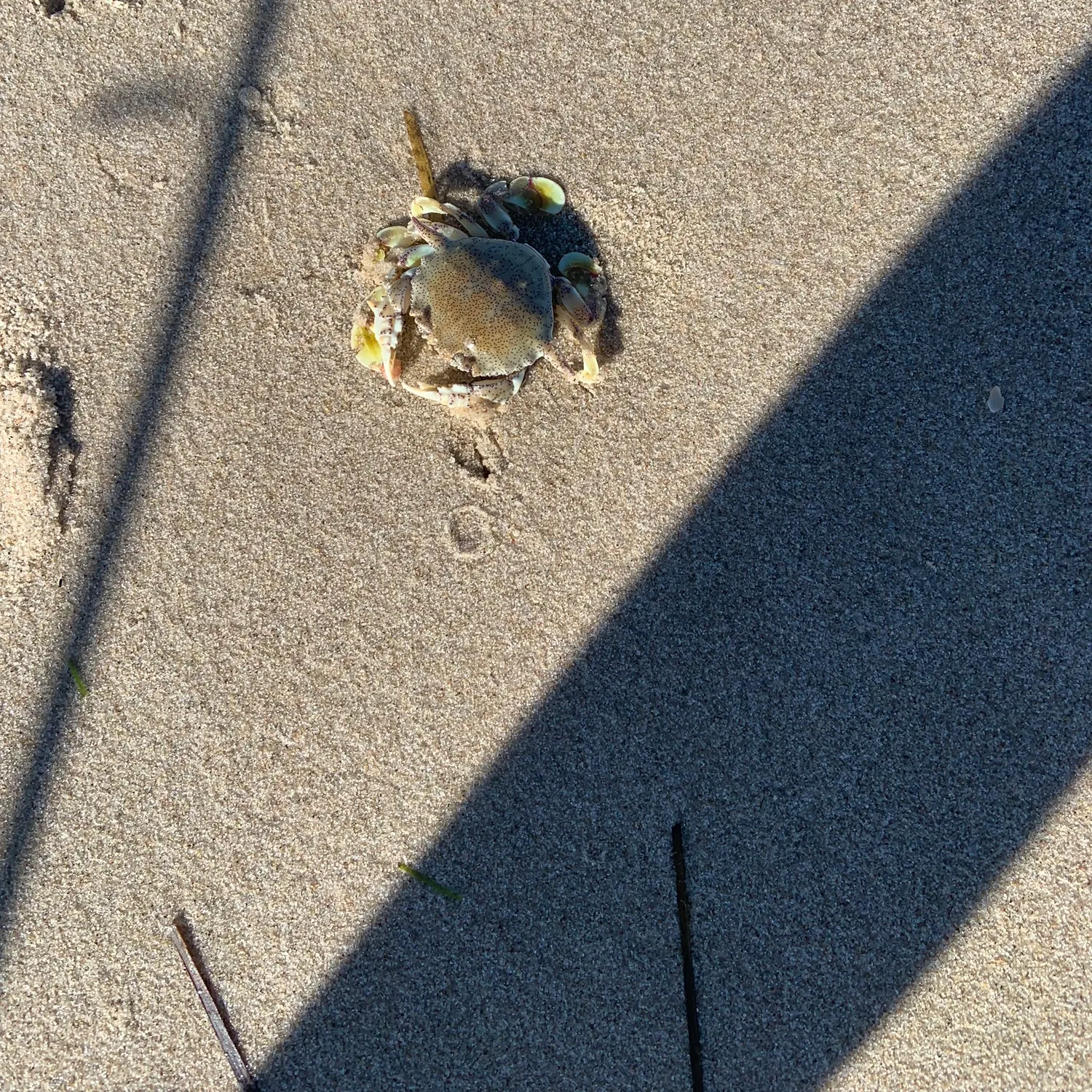 Fish caught on Fishbrain